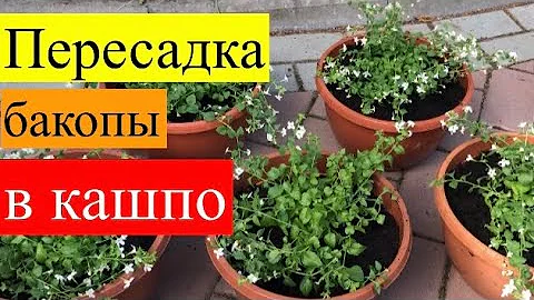 Пересадка бакопы на ПМЖ в кашпо. Что кладу в горшок и какой объём