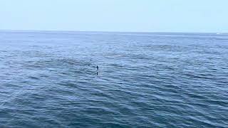 Hammerhead shark formation
