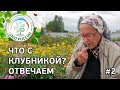 #2 🍓 ЧТО С КЛУБНИКОЙ??? ПОЧЕМУ СОХНУТ ЯГОДЫ НА КЛУБНИКЕ.