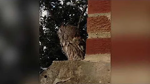 Build A Screech Owl Nesting Box From A Cedar Board