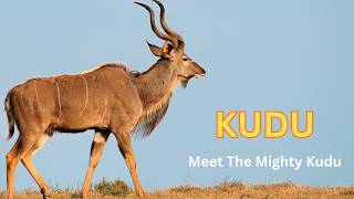 Kudu | Why Kudus Are Incredible | Discover the Amazing Kudu #animals #wildlife #facts #nature