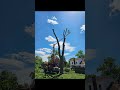 Large removal in Howe, IN. The weather was wonderful! Couldn't have asked for a better work day!