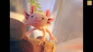 Song A Day #698: Animals Are Weird