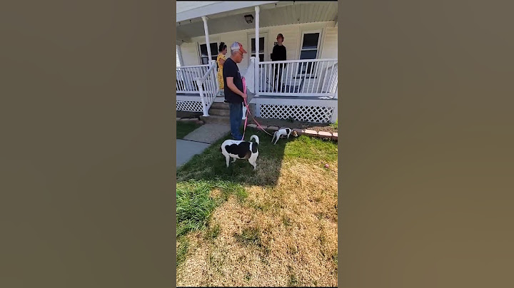 Doggy Easter Egg Hunt! Watch These Pups Search for Treats!#DogEasterEggHunt #BeagleMix