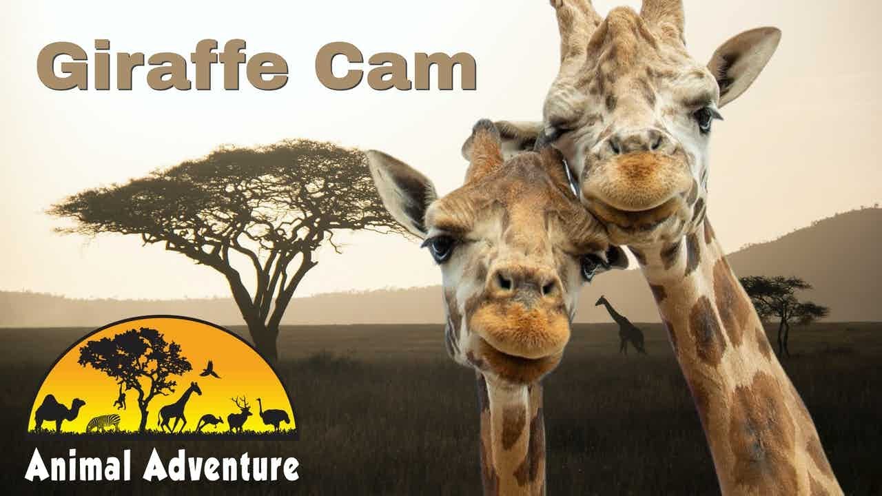 Giraffe Deck Cam - Animal Adventure Park