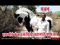 Marwari Horse ll देखीये गांव के किशान के पास हे सुन्दर अबलक घोडा पवन