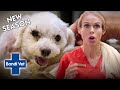 Maltese Terrier Suffers Terrifying Python Attack!! | Full Episode | Bondi Vet