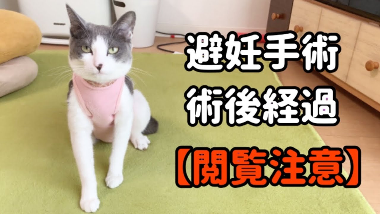 【閲覧注意】猫の避妊手術の術後経過！瀕死状態になりました！〜Postoperative course of cat contraceptive surgery〜