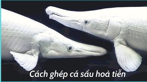 Briannguyen | Nuôi cá sấu hỏa tiễn với cá gì | Aligator Gar