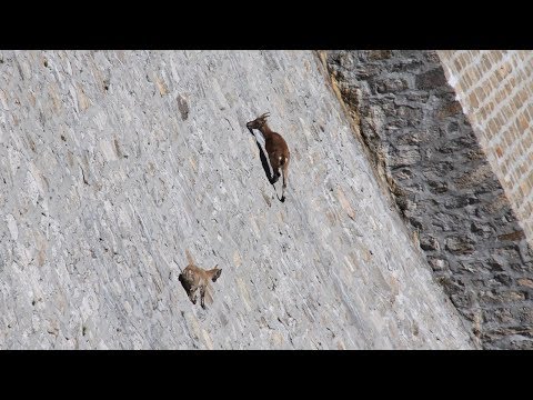 Vidéo: Les Chèvres Alpines Se Tiennent Sur Un Mur à Pic Et Remuent Leurs Oreilles. Ils Ne Sont Même Pas Confondus Par La Gravité - Vue Alternative