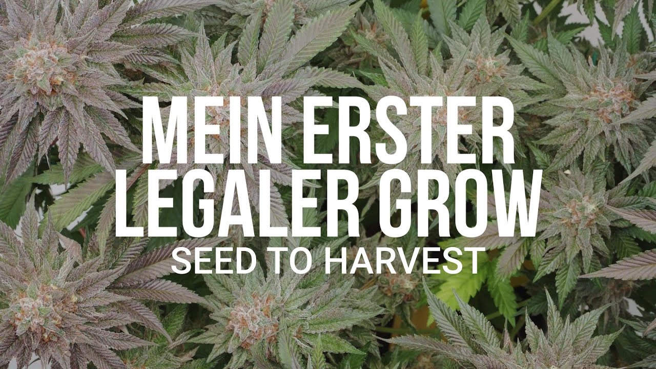 Mein erster legaler Grow vom Samen zur Ernte