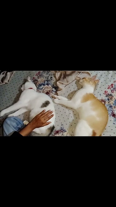 #cat #catlover #kitten #cute #funny #pets #trending #leon#mojo ❤️