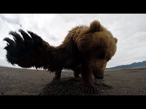 GoPro: Grizzly Bear Slap in Alaska
