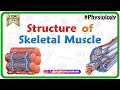 Skeletal Muscle Anatomy and Function Explained Through Engaging Visuals