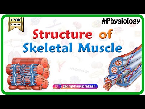 कंकाल की मांसपेशी की संरचना - स्नायु शरीर क्रिया विज्ञान एनिमेशन || यूएसएमएलई वीडियो