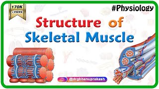 Structure of a skeletal muscle - Muscle Physiology Animations || USMLE videos