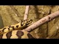 How To Clean Wood For Reptile Enclosure (Jaguar Carpet Python) How To Clean Wood For Reptile Enclosure (Jaguar Carpet Python)