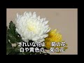 菊の花