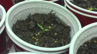 Pepper plants turning yellow for some reason.