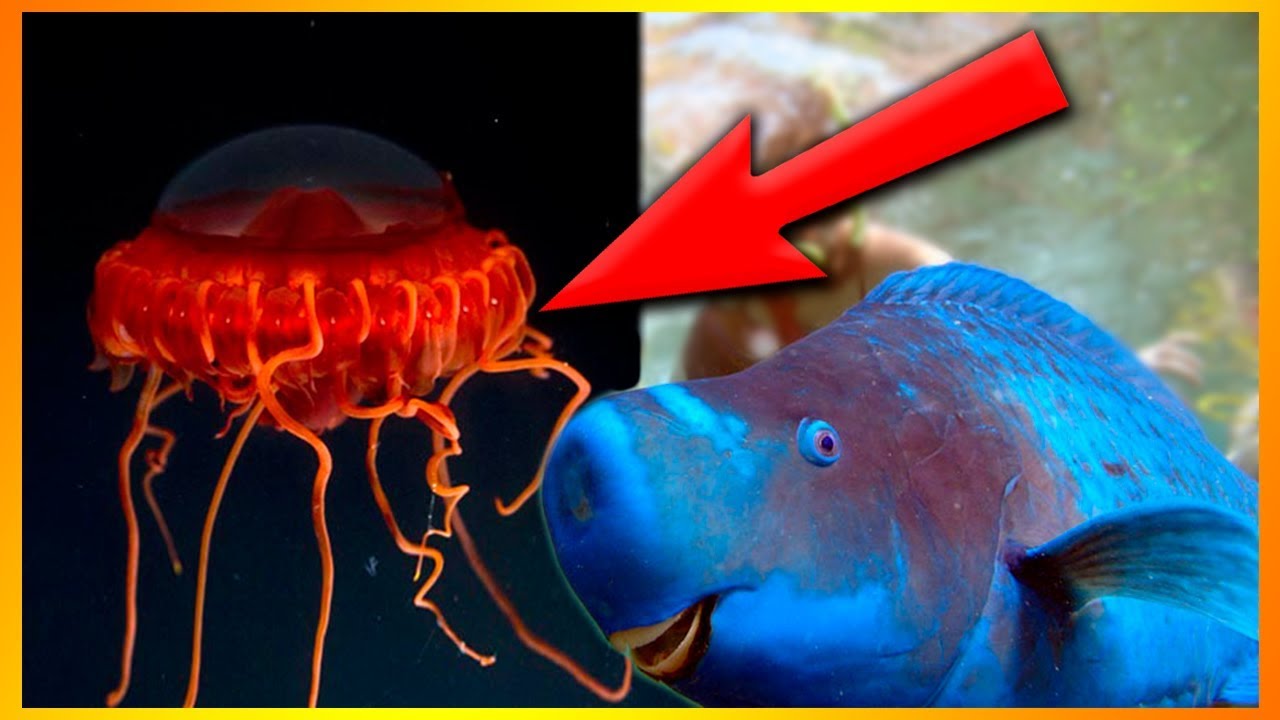 10 Af De Mærkeligste Væsner I Havet!