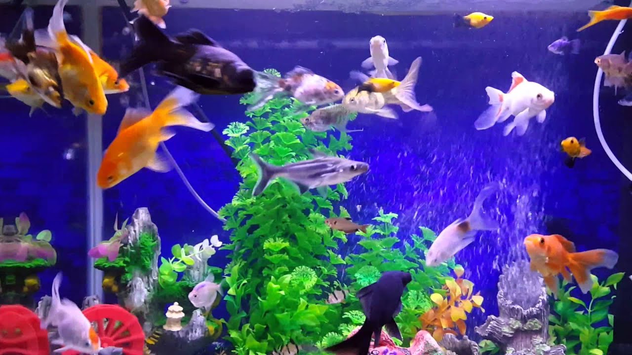 أجمل احواض سمك الزينة.... salwan - YouTube