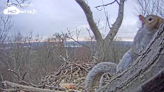 2018 - Hanover, PA Bald Eagle Nest - When the Eagles are Away!
