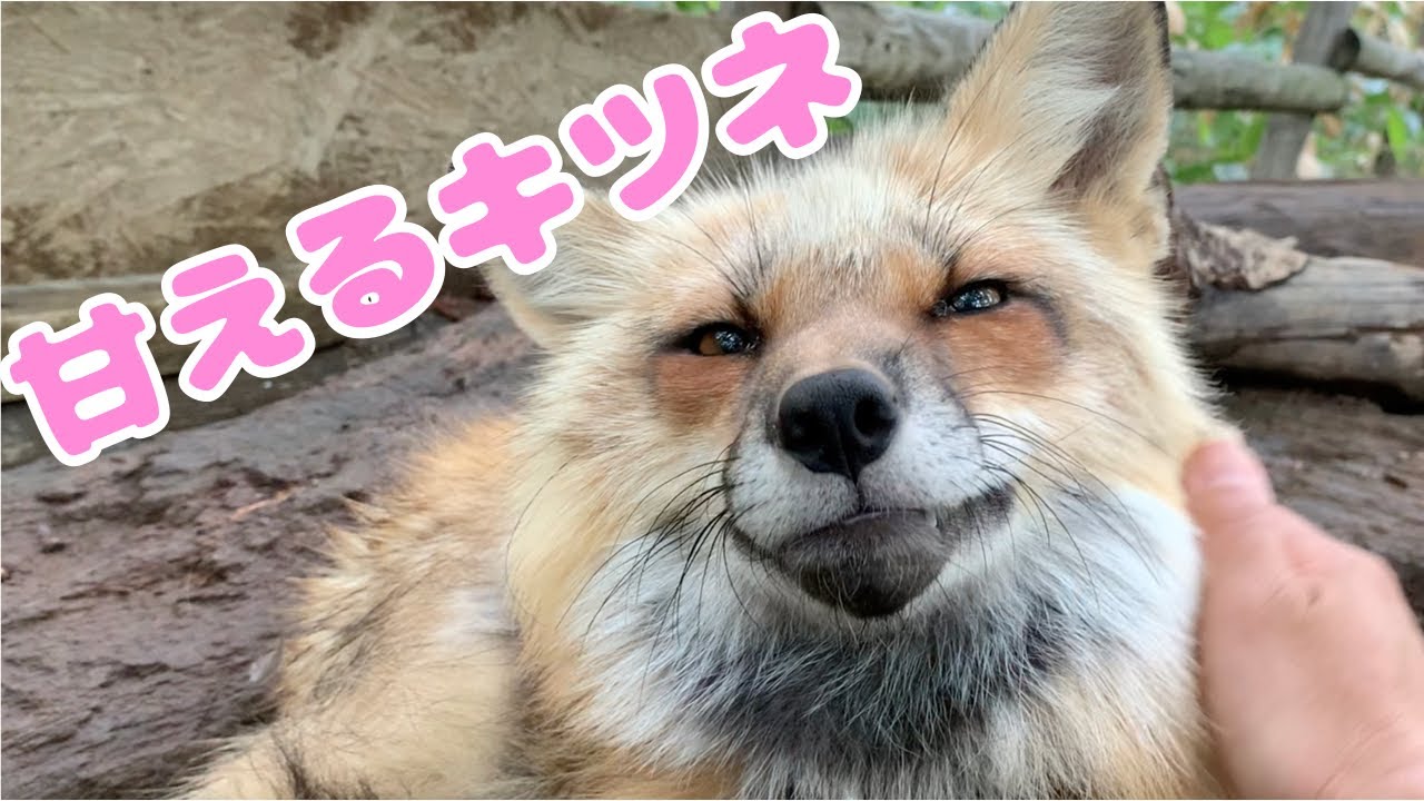 可愛い動物 キツネを撫でたら想像以上に可愛かった Cute Fox Graces Youtube