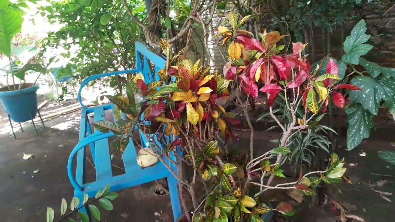 MOSTRANDO PLANTINHAS LINDAS.