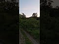 ÁTHÚZVA #birds #sunset #walk #tour #tree #birdsounds #flowers #wildlife #pathfinder #forestsounds