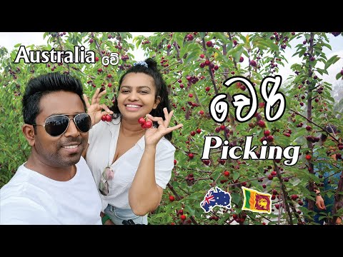 Cherry Picking Australia |ENG SUB| ඇති තරම් කාලා අරගෙනත් යන්න| MapPin Cherry Picking| Sinhala Vlog.