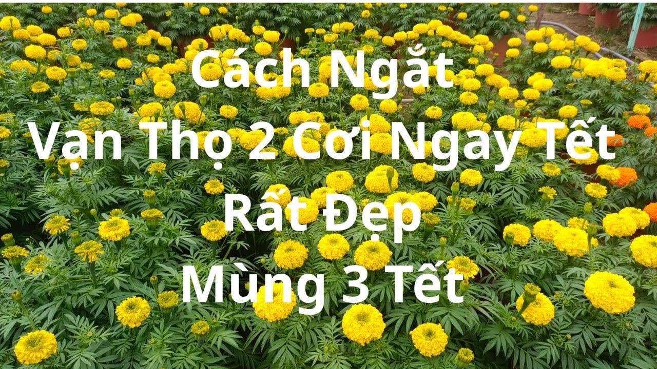 Chia Sẻ Vạn Thọ 2 Cơi Ngay Tết Rất Đẹp mùng 3 Tết 