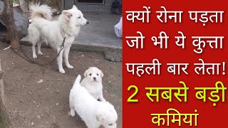 Indian spitz or pomeranian puppy || Information.