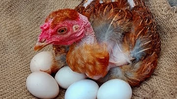 Hens eggs Laying|Natural Ways of Hatching moments 