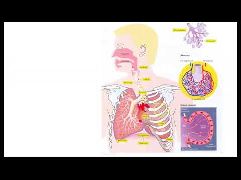 Video: Proteomikken Til Lungeskade I Barndommen: Utfordringer Og Muligheter