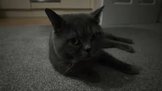 Adorable Cat and Rabbit Playtime: Mochi Meets a Bunny Friend!