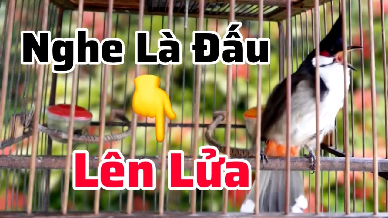 Tiếng Chào Mào Hót Đấu Kích Bổi Lên Lửa, Luyện Chào Mào Sổ Giọng Hót Ché Cực Hay