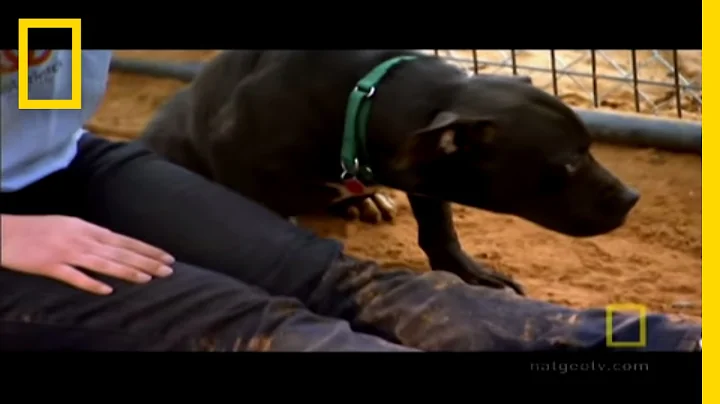 Michael Vick's Dogs | National Geographic