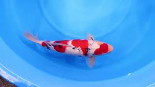 師走オークション 2025】251130-069の出品鯉のご紹介！！ - YouTube