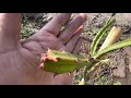 🌵👀PITAHAYA Orange PERÚ cáscara anaranjada y pulpa fucsia que locura 🤣👀