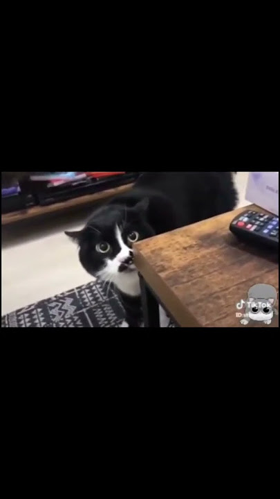 I'm so lonely - cat version 🙀 #catlover #funnyvideo #cat #funnycats