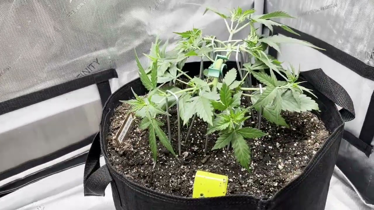 [Autoflower] Series 3 - Pt.5 - Preflowering Begins, Training Continues