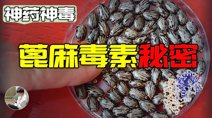 史上最強暗殺武器，蓖麻毒素到底有多毒？可以干擾中心法則。 - 天天要聞