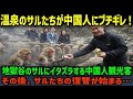 【海外の反応】「これ、食わせてみようぜw」観光地の猿に中国人が悪質なイタズラ!ボス猿の復讐が始まる…