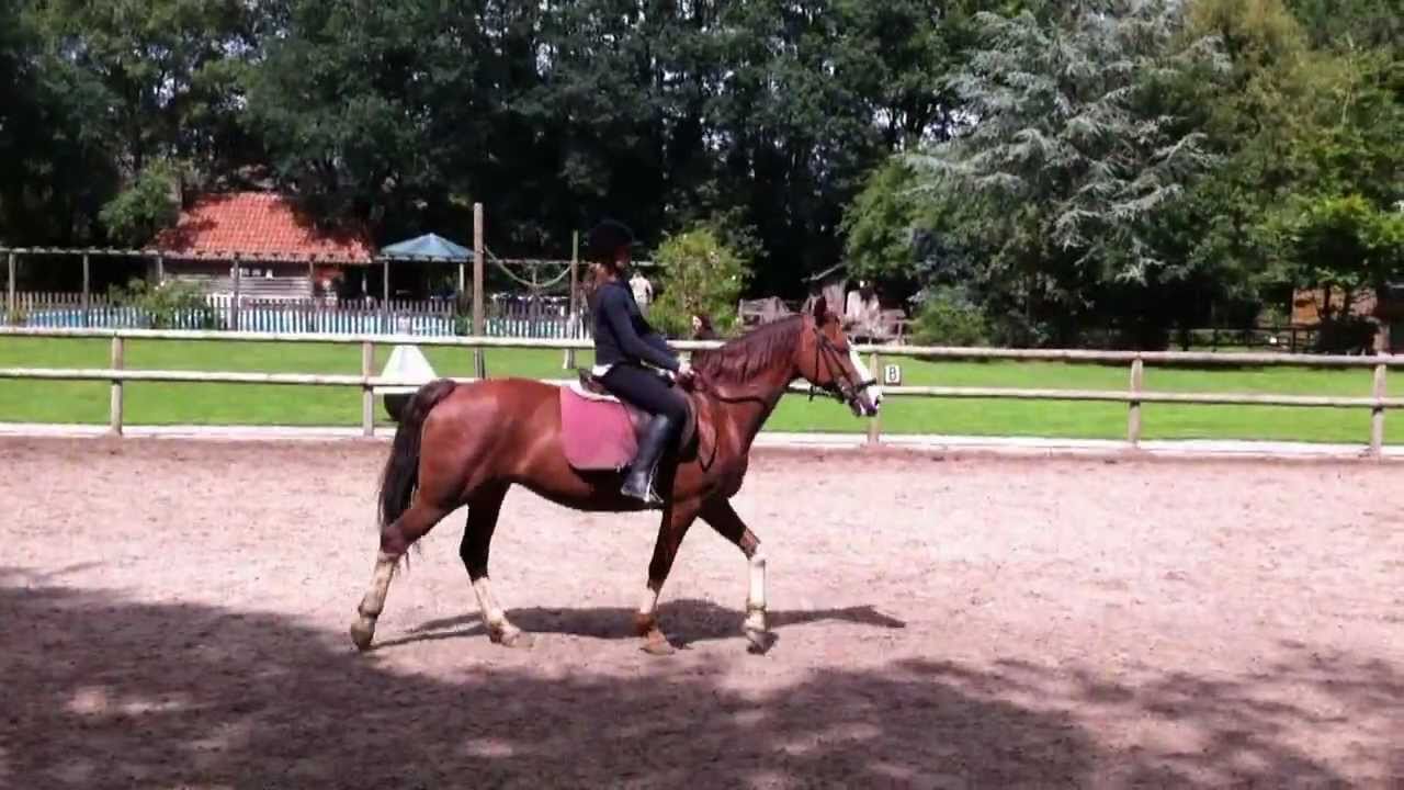 Ponykamp Klein Oever