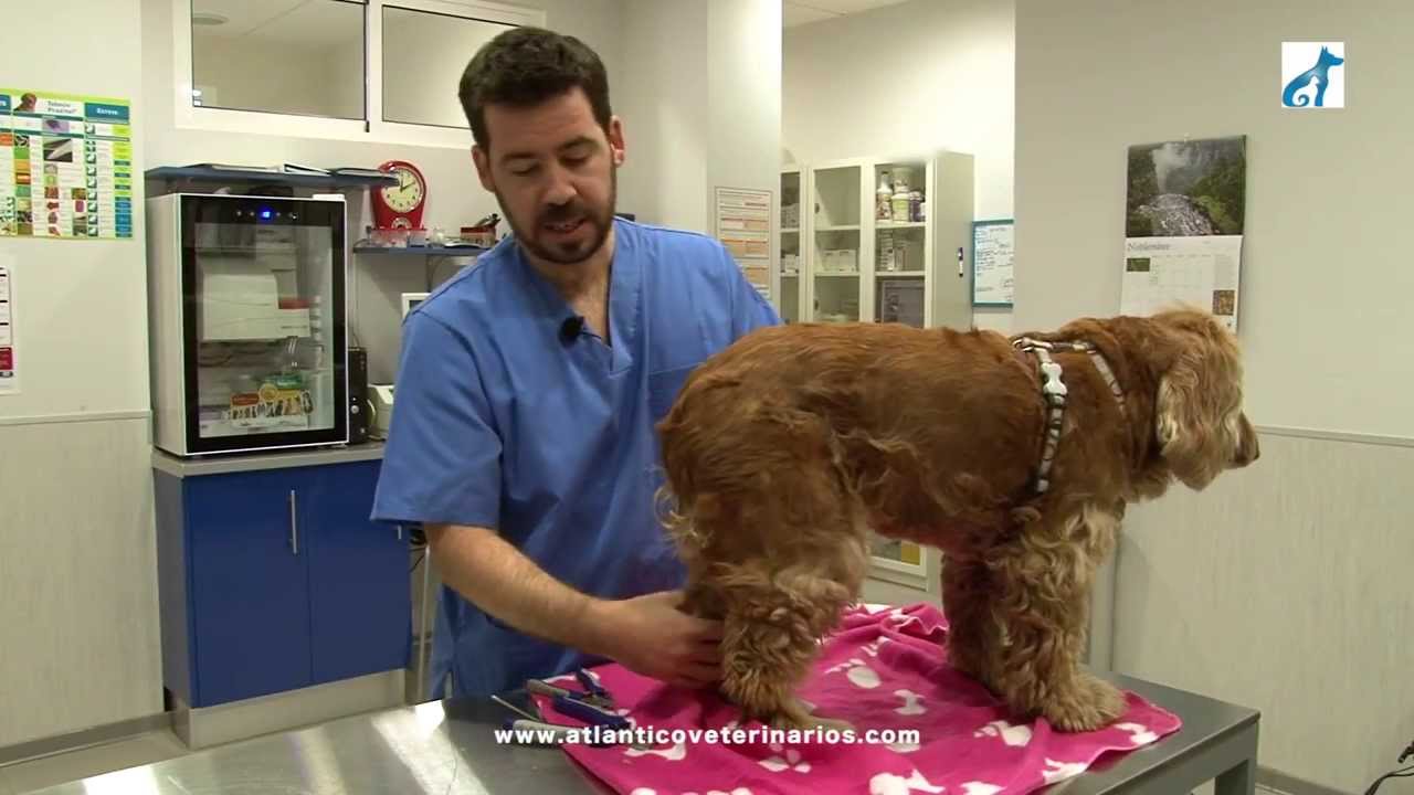 Cortar las uñas del perro cómo hacerlo y por qué  Micachorronet