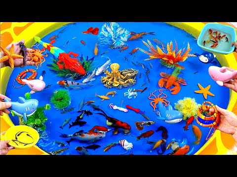 Cute Animal Videos,Crocodile, Pink Shark, Goldfish, Seahorse, Octopus, Starfish, Snake, Koi Fish