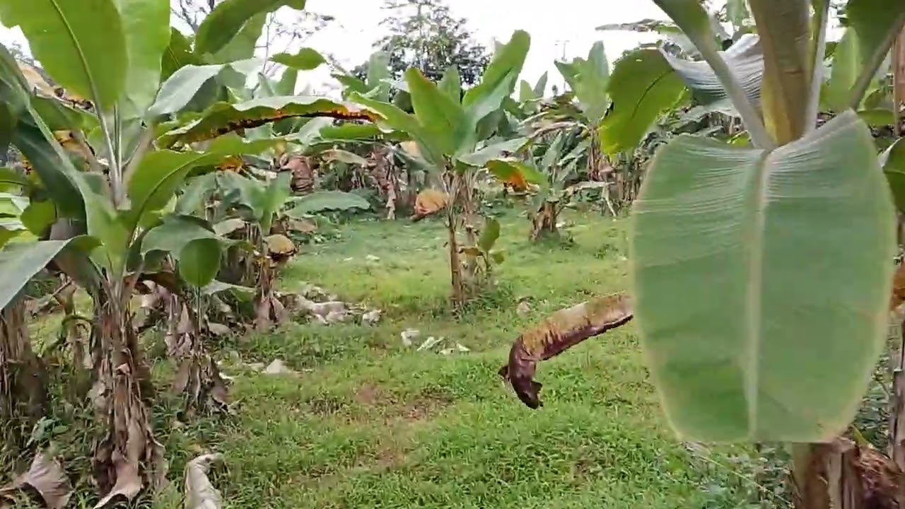 DI JUAL TANAH SAWAH & DARATAN INFO LENGKAP HUBUNGI 085714971547