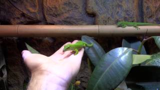 Phelsuma Grandis Madagascar Giant Day Gecko
