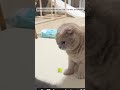 「猫様の心の声:誰か助けて!🆘」