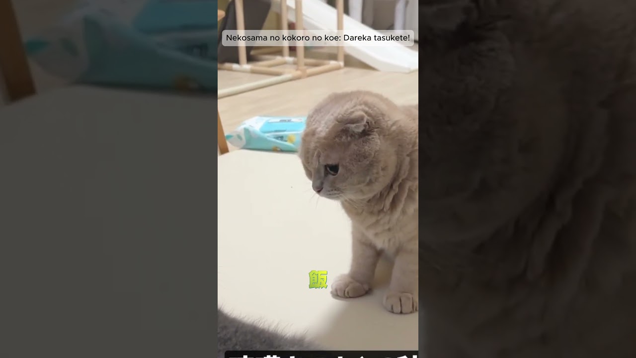 「猫様の心の声:誰か助けて!🆘」